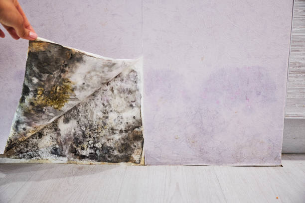 Best Residential Mold Remediation in Kirkland, IL